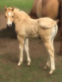 Unnamed Shutz Filly